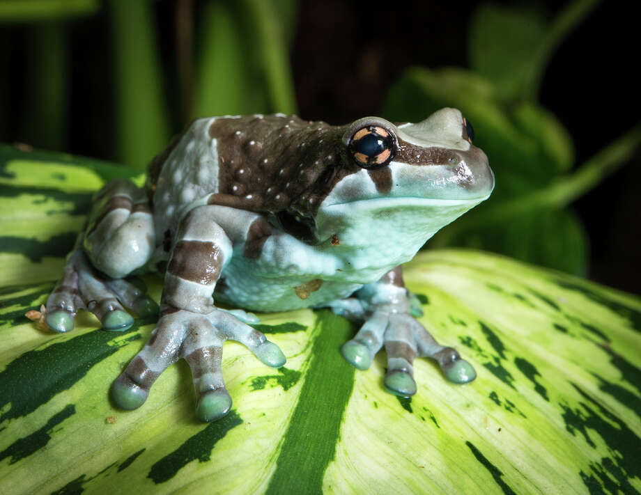 Houston Zoo's white alligator Blanco retiring from zoo life - Houston ...