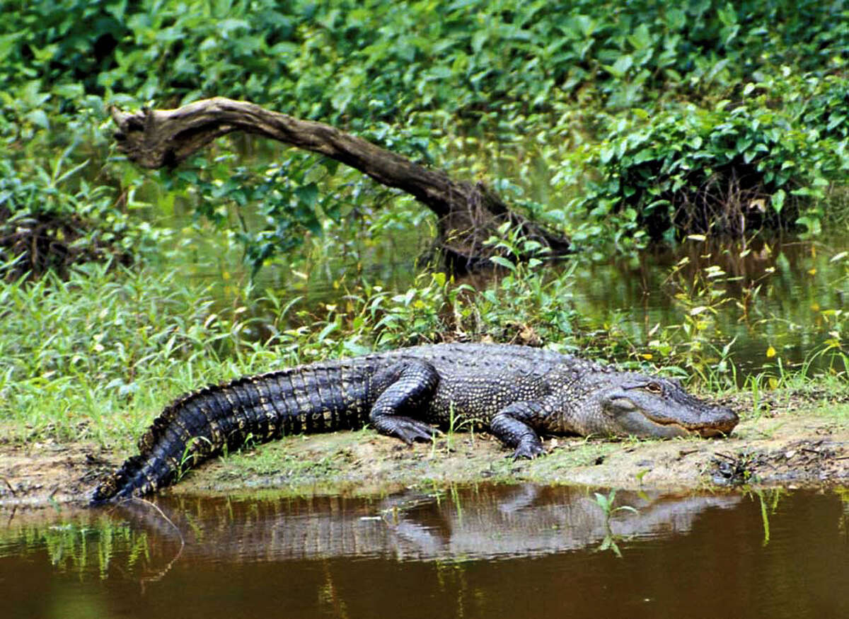 Крокодил и крокодиленок фото