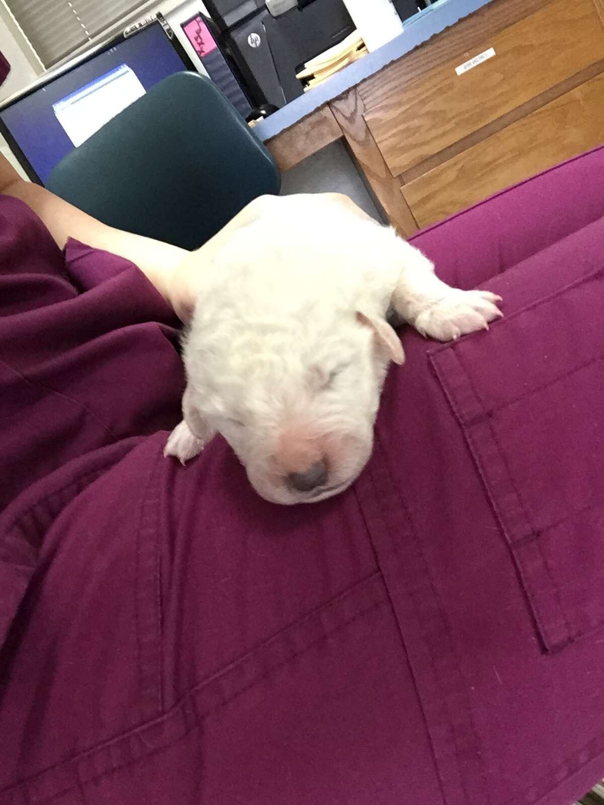 Litter of 17 puppies could be largest ever in California