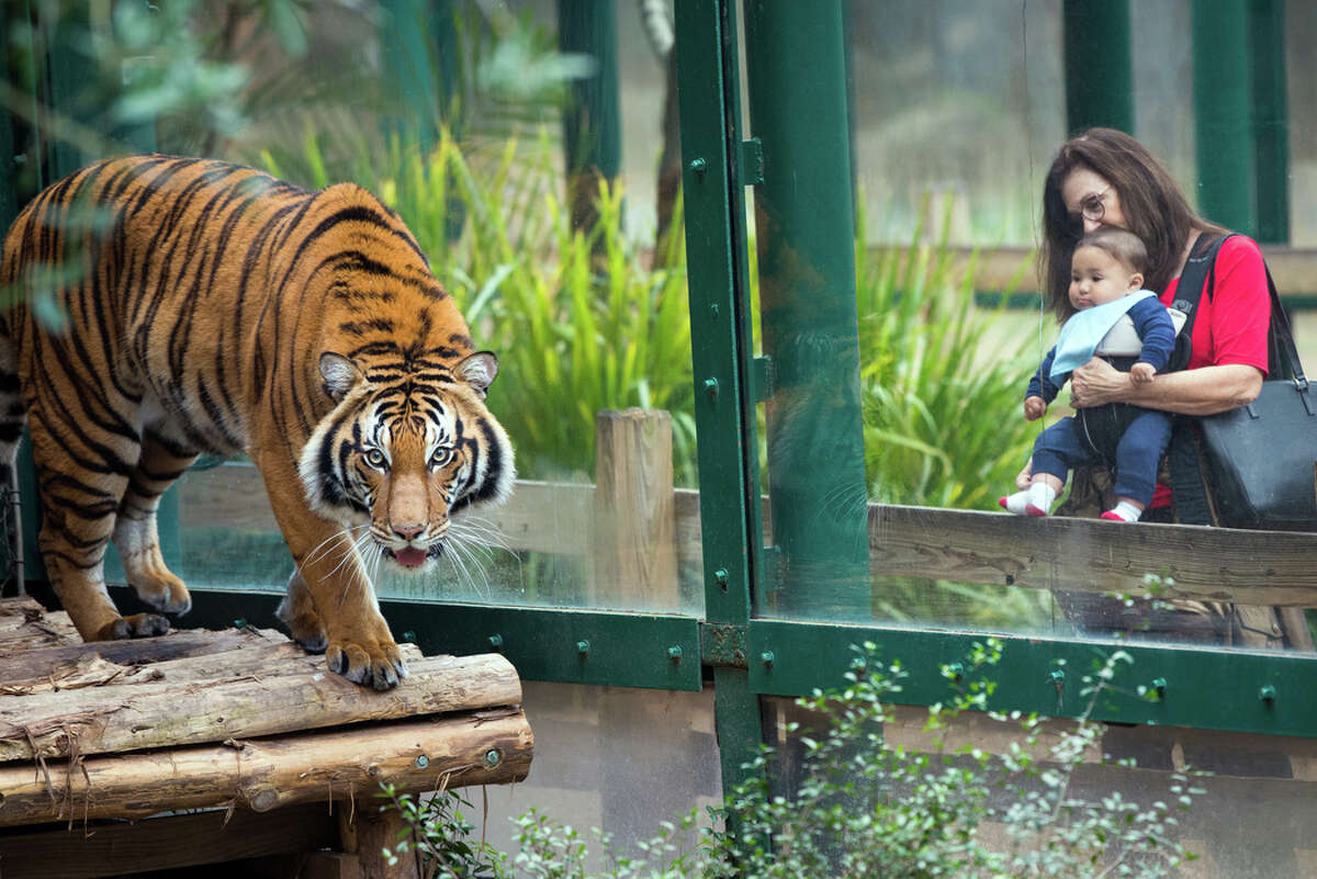 Berani, a three-year-old Malayan tiger, made its Houston Zoo debut Tuesday, March 1, 2016.