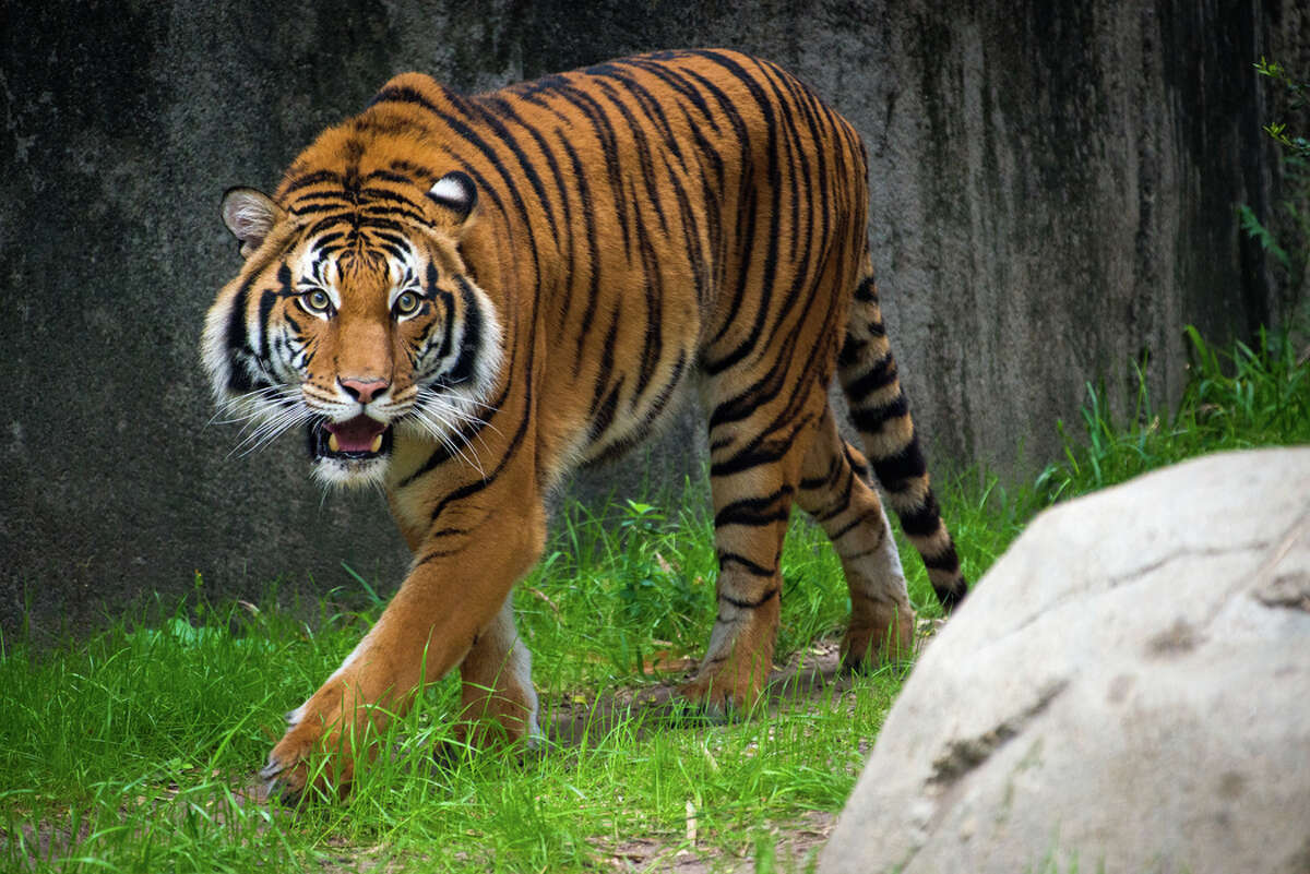 Malayan tiger Berani debuts at Houston Zoo