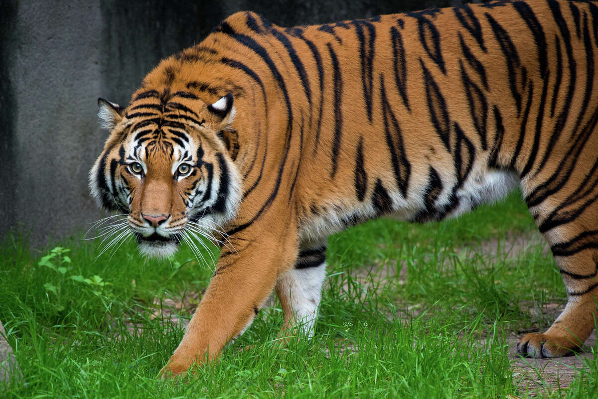 Malayan tiger Berani debuts at Houston Zoo