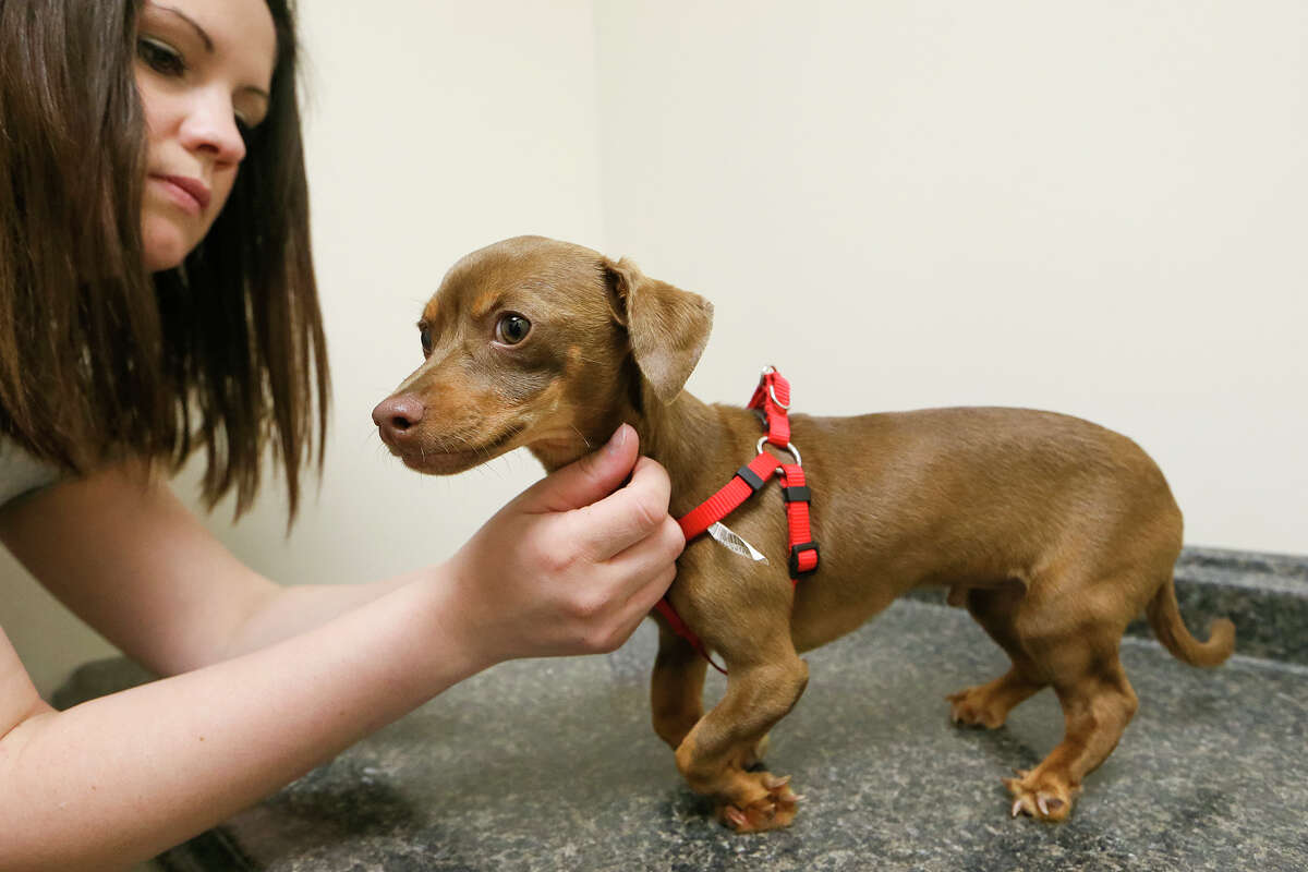 Foster parent Samantha Dominguez with Thor, a three-month-old dachshund mix puppiy born with angular limb deformities, at the San Antonio Pets Alive clinic, 9107 Marbach Rd., Suite, 109, on Thursday, March 3, 2016. MARVIN PFEIFFER/ mpfeiffer@express-news.net