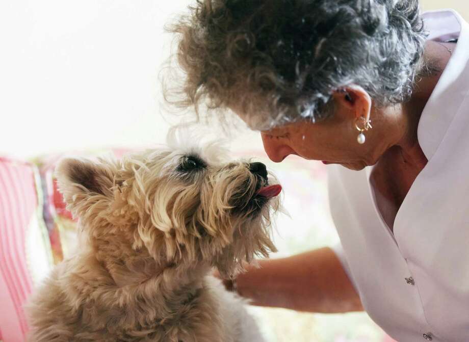 Canine Massage Practice Open In Greenwich GreenwichTime