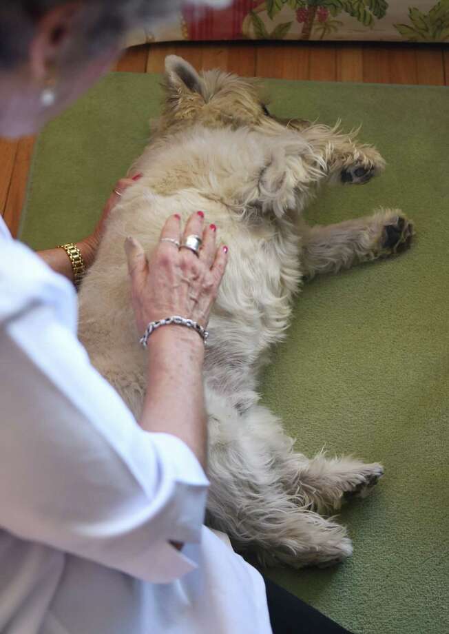 Canine massage practice open in Greenwich GreenwichTime Canine massage practice open in Greenwich GreenwichTime