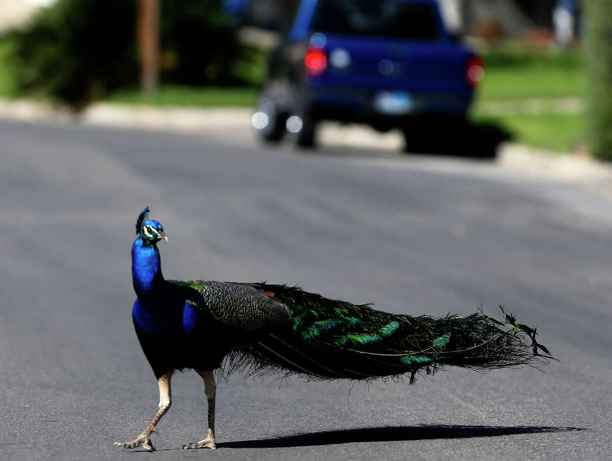 A peacock crosses the road Friday March 4, 2016 on the 4800 block of Lyceum near the Medical Center. Neighbors in the area said dozens of peacocks have been living in the area for more than 30 years and the birds are especially vocal around this time of year because it's mating season.