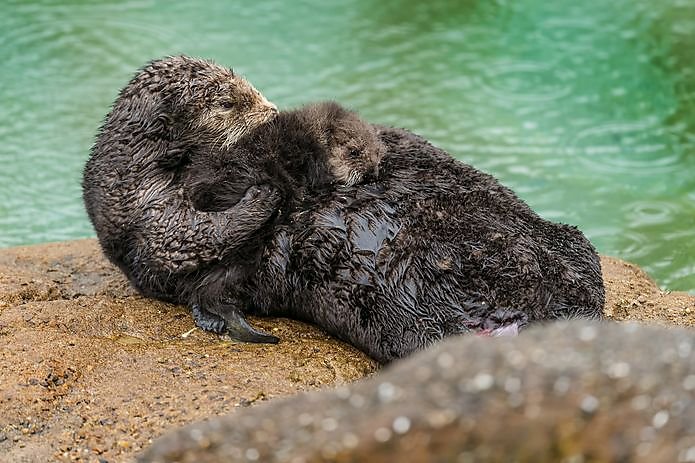 Sea Otter Births Pup Inside Aquarium's Tide Pool As Onlookers Watch