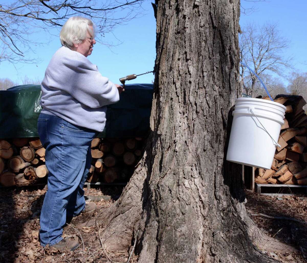 Maple syrup season may be short, sweet