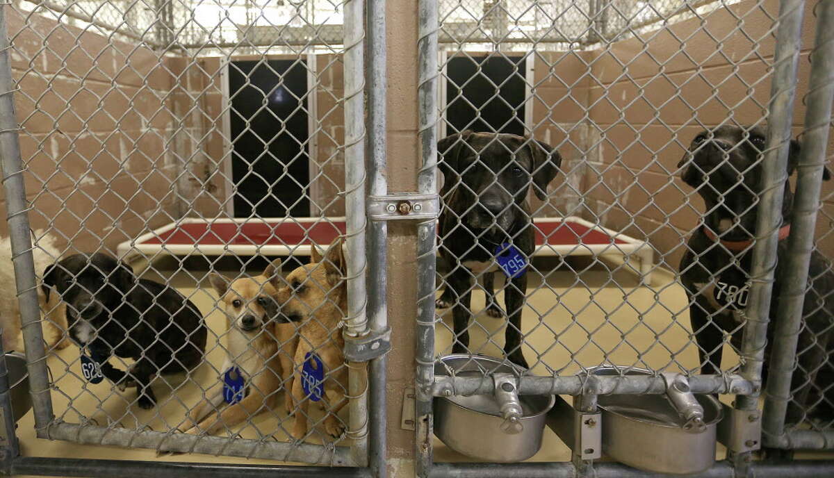 Can You Ship A Dog Across The Country