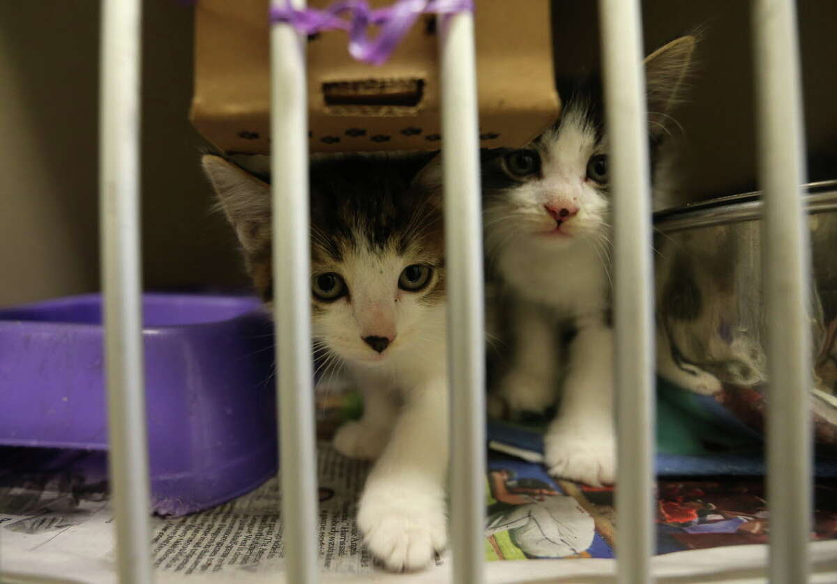 Kittens up for adoption at the Harris County animal shelter on Friday, March 4, 2016, in Houston. The shelter broke ground this week on a new transfer center, that should help send animals across the state and country instead of euthanizing them. Photographs of the current facility