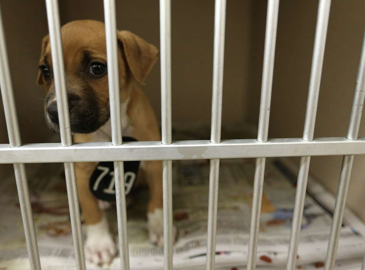 A puppy available for adoption at the Harris County animal shelter on Friday, March 4, 2016, in Houston. The shelter broke ground this week on a new transfer center, that should help send animals across the state and country instead of euthanizing them. Photographs of the current facility