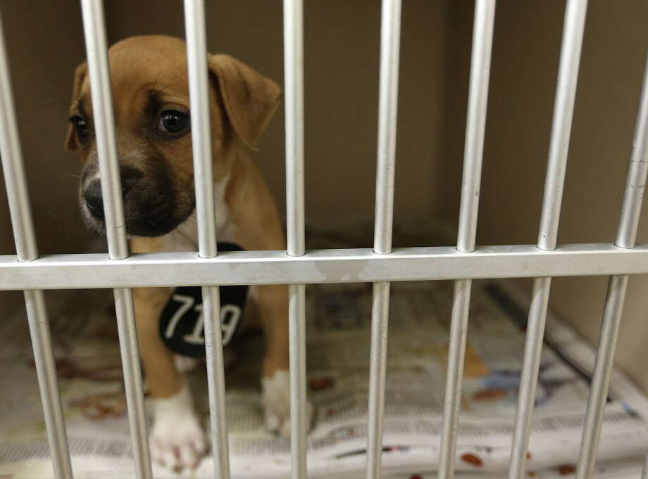 harris county dog pound harris county dog pound