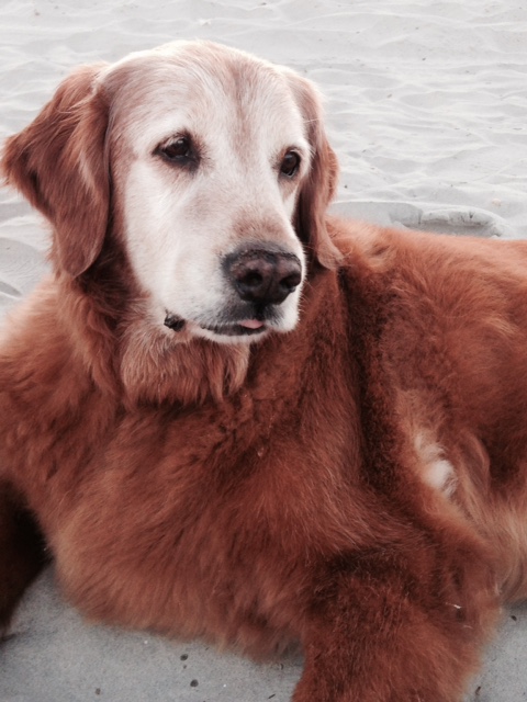 Greenwich Couple Mourns Loss Of Golden Retriever Chase