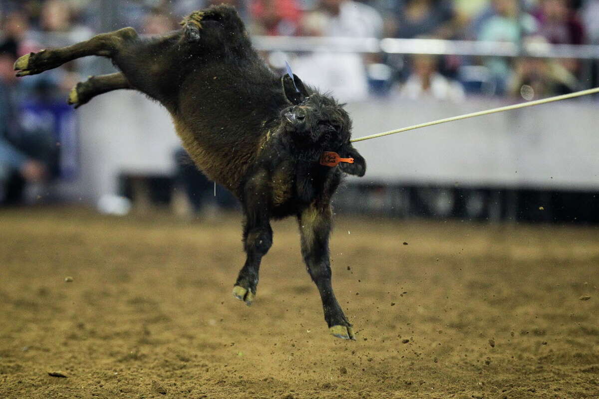 A calf flies in the air after being lassoed by tie-down roper Cody McCartney on Saturday, March 5, 2016.