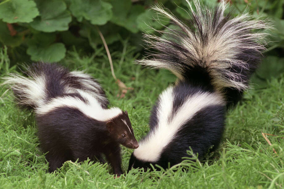 Spring brings out young skunks in love - Times Union