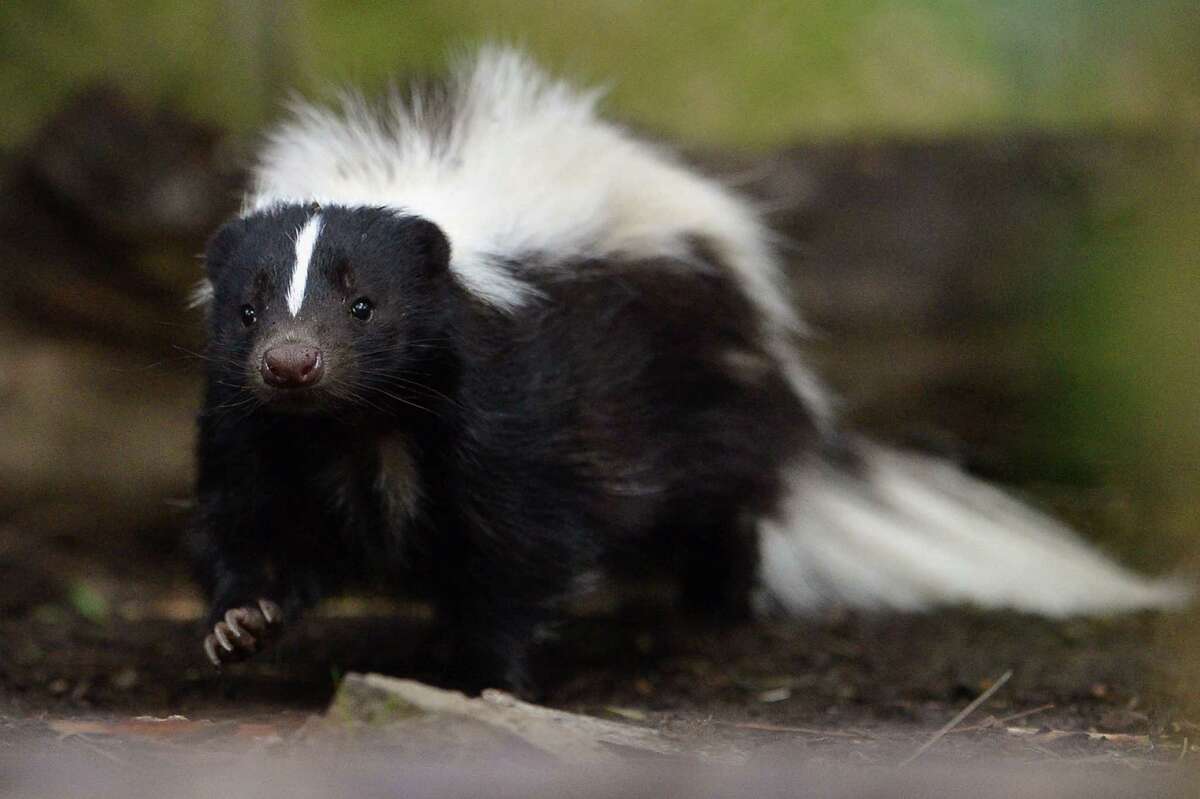 Spring brings out young skunks in love