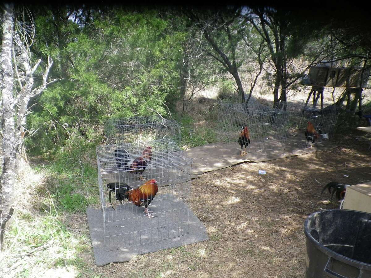 More Than 130 Roosters Seized Killed After Cockfighting Ring Raid In Central Texas 