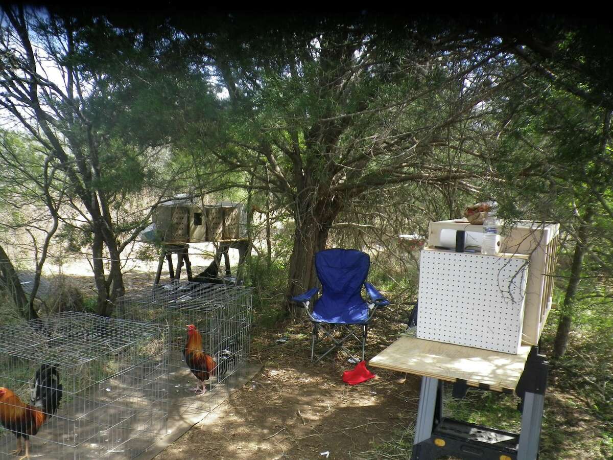 More Than 130 Roosters Seized Killed After Cockfighting Ring Raid In Central Texas 