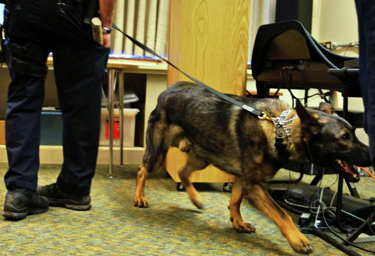 Fairfield police dog Maverick searches for some hidden marijuana during a demonstration at the Bigelow Center for Senior Activities Tuesday.