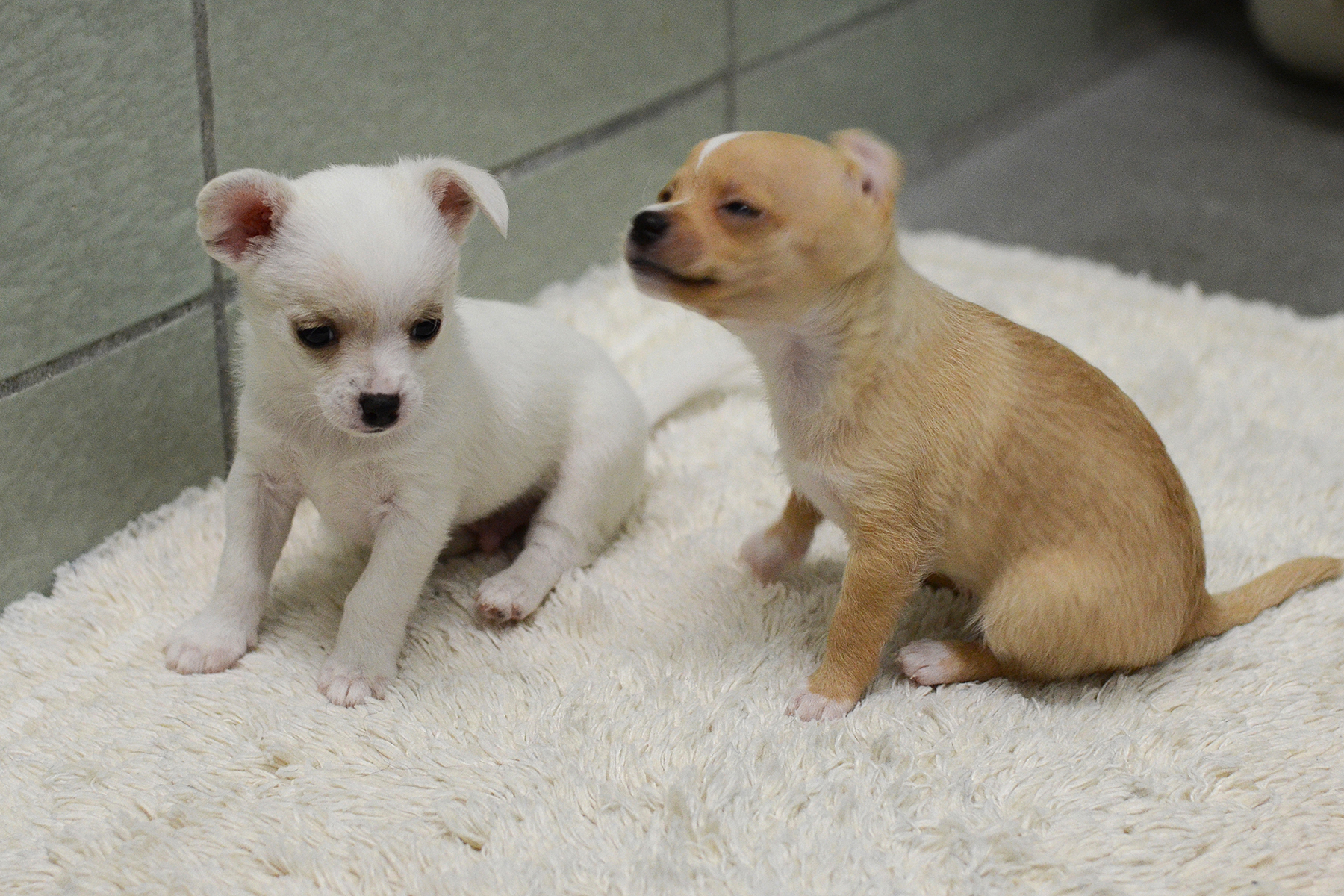 Get ready to cry watching this scared Marin rescue dog reunite with her  puppies