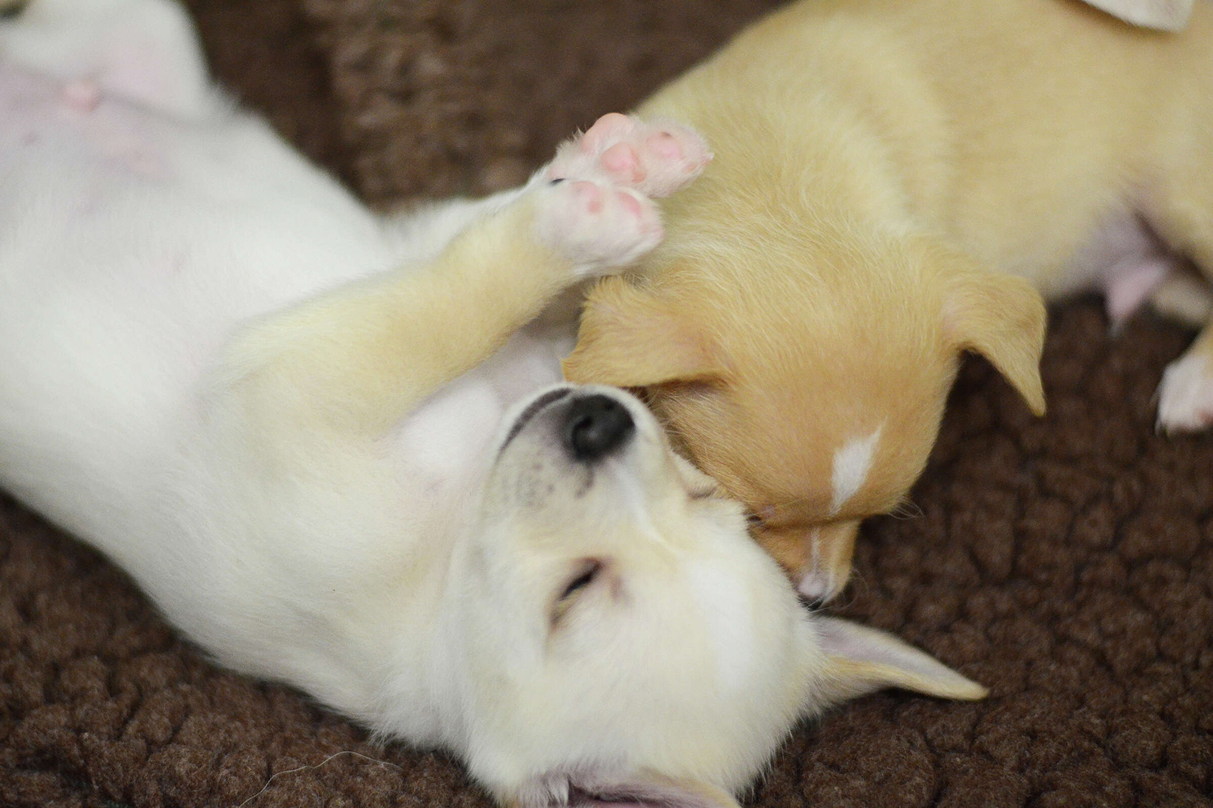 Get ready to cry watching this scared Marin rescue dog reunite with her  puppies