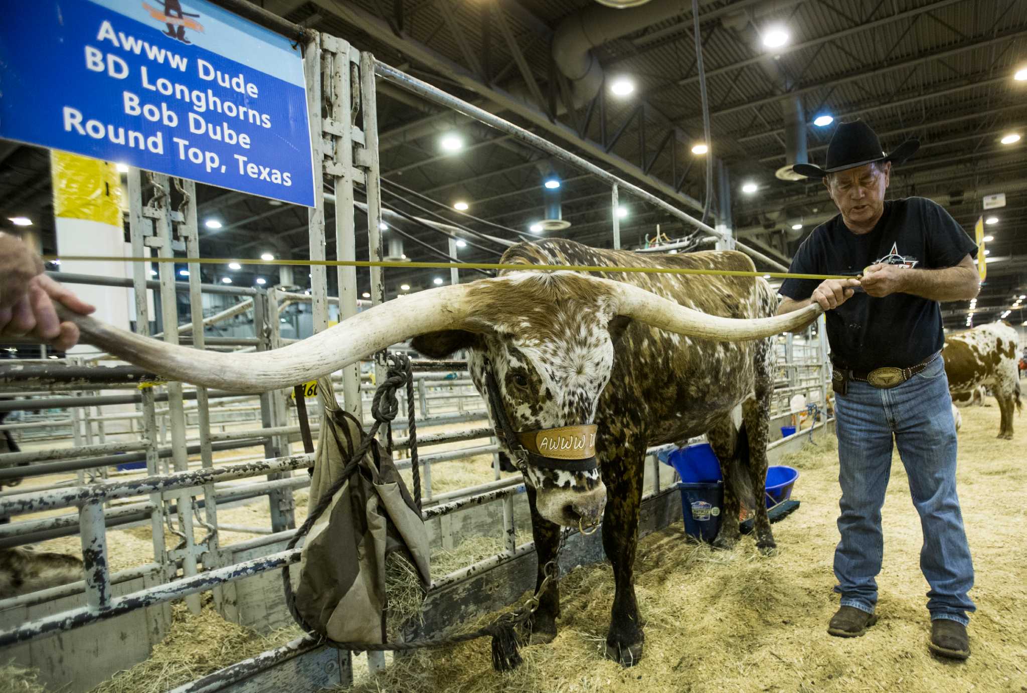 How Longhorns Horns Got Longer