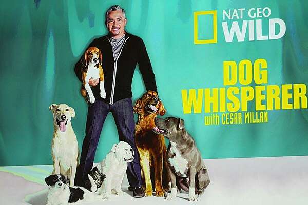 Dog Whisperer Cesar Millan Investigated For Animal Cruelty Houstonchronicle Com