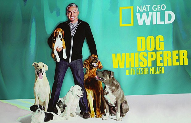 Dog Whisperer Cesar Millan Investigated For Animal Cruelty Houstonchronicle Com