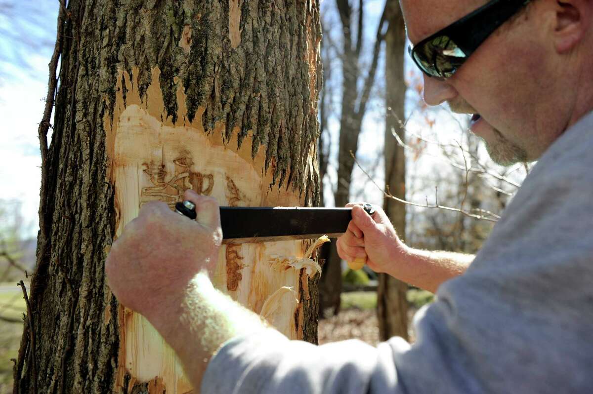 Matt Bartelme strips away bark on an ash tree to expose evidence of an infestation of emerald ash borer, a tree-killing pest, at a Danbury, Conn., home.