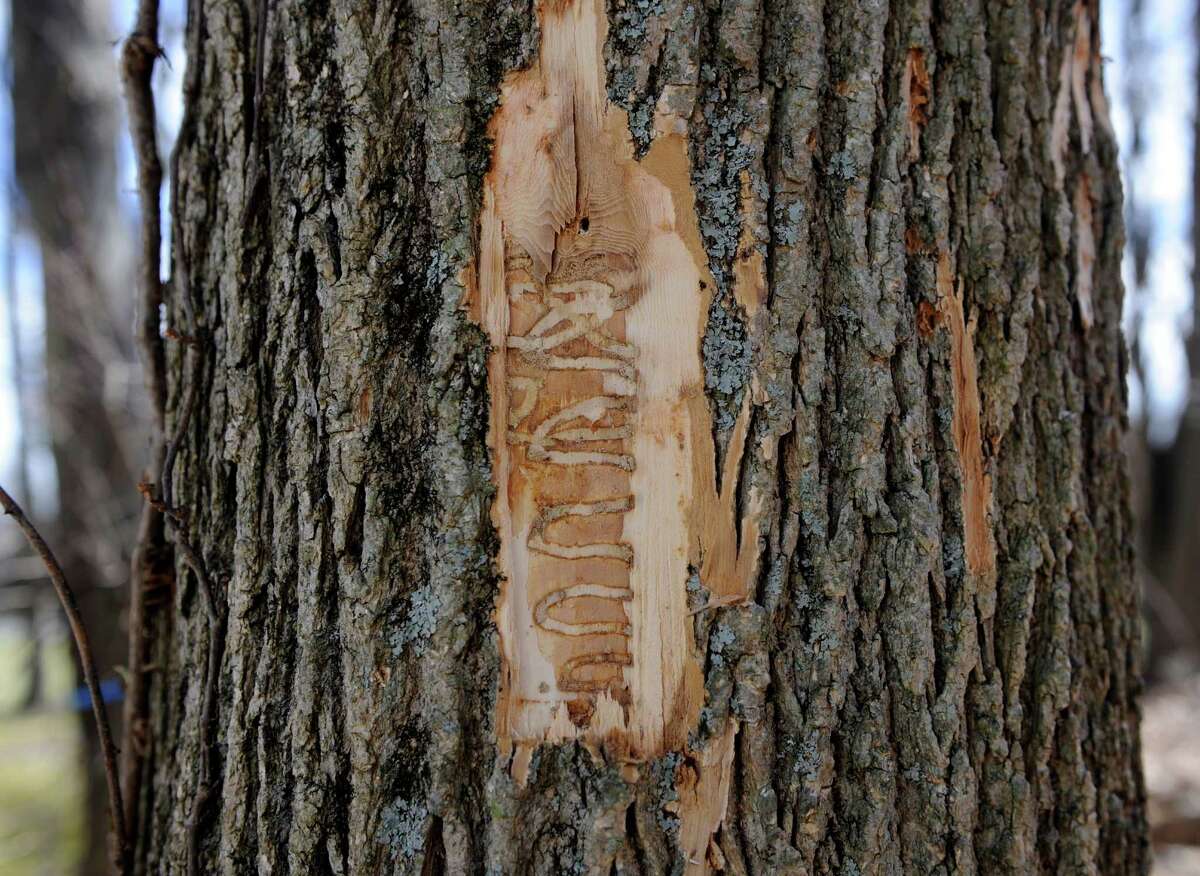 Matt Bartelme cut away bark on an ash tree infested with emerald ash borer to expose the pattern made by the a tree-killing pest.