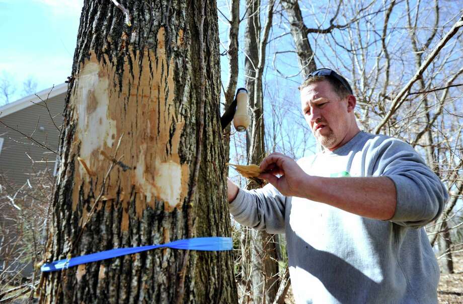 bartelme examines an ash tree infested with emerald ash borer, a