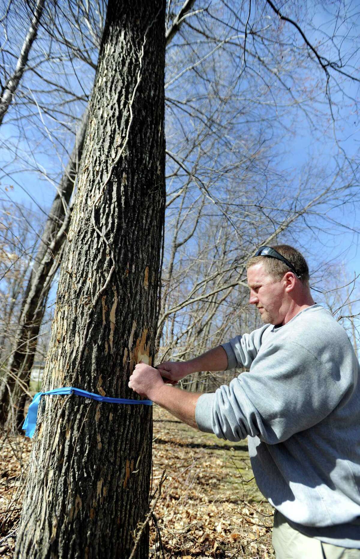 Treekilling pest found in Danbury