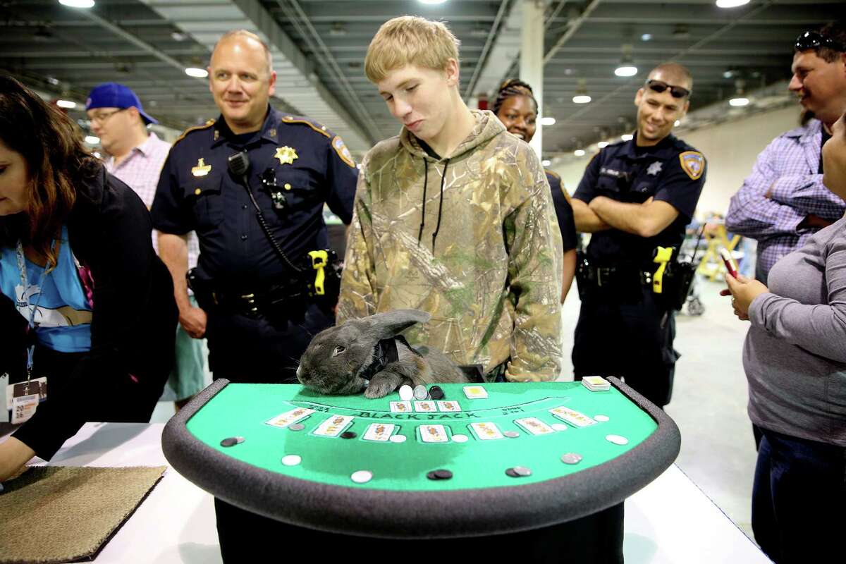 Blackjack the rabbit hangs out at the blackjack table as a dealer during the rabbit and cavy costume contest at the Houston Rodeo on Saturday.﻿ "Rabbits are very popular here because not every youngster can have a large livestock project," said contest judge Lawrence Levy.