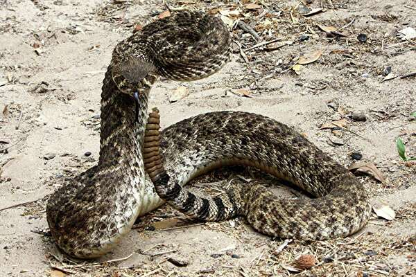 Snakes are slithering in Houston thanks to warmer temps ...