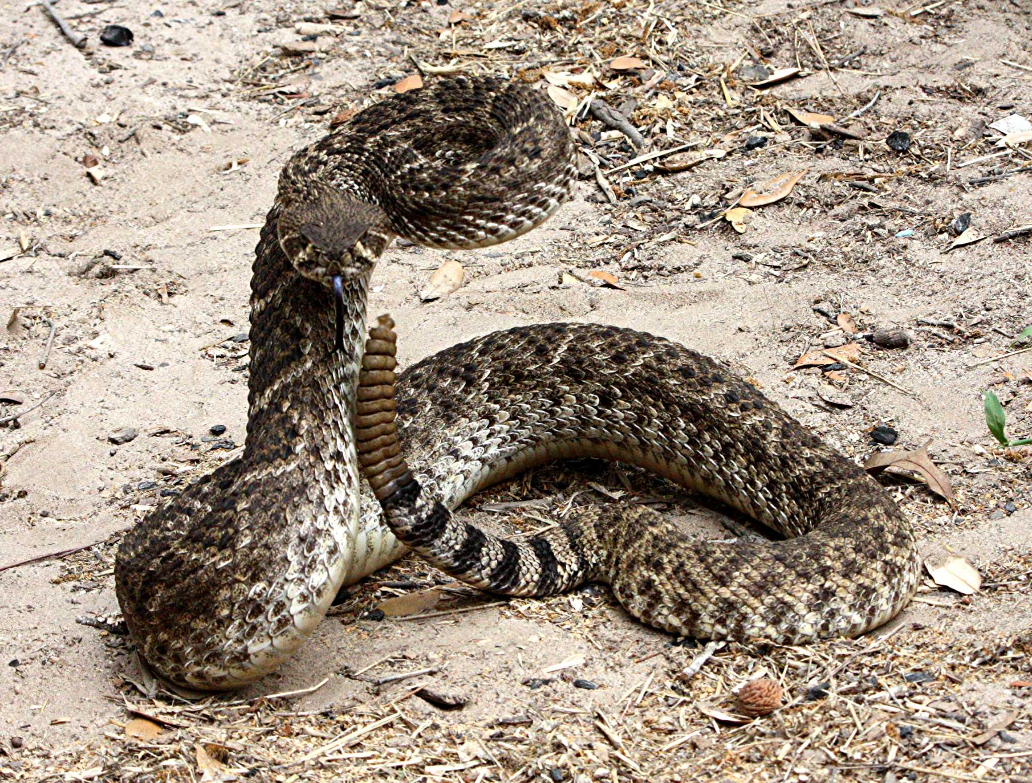 Know what snake gassing is? You can do it in Texas - Houston Chronicle