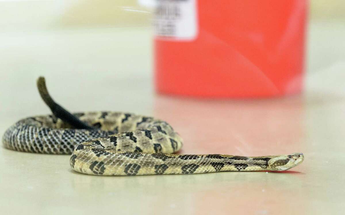 Conroe rattlesnake festival offers alternative to Texas roundups