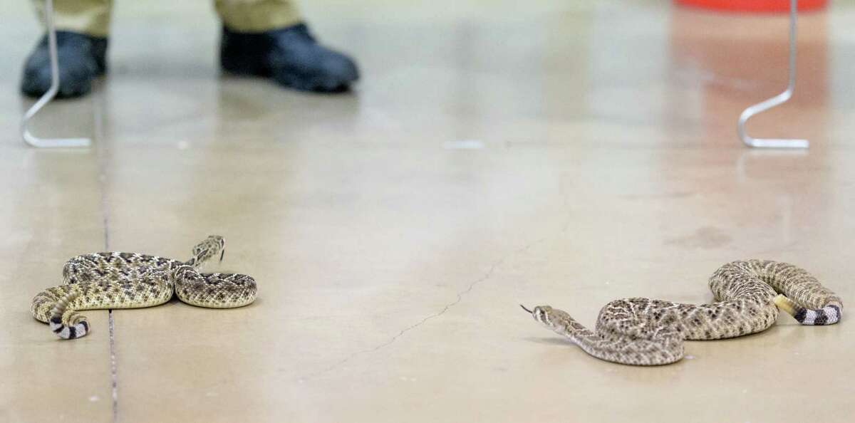Conroe rattlesnake festival offers alternative to Texas roundups