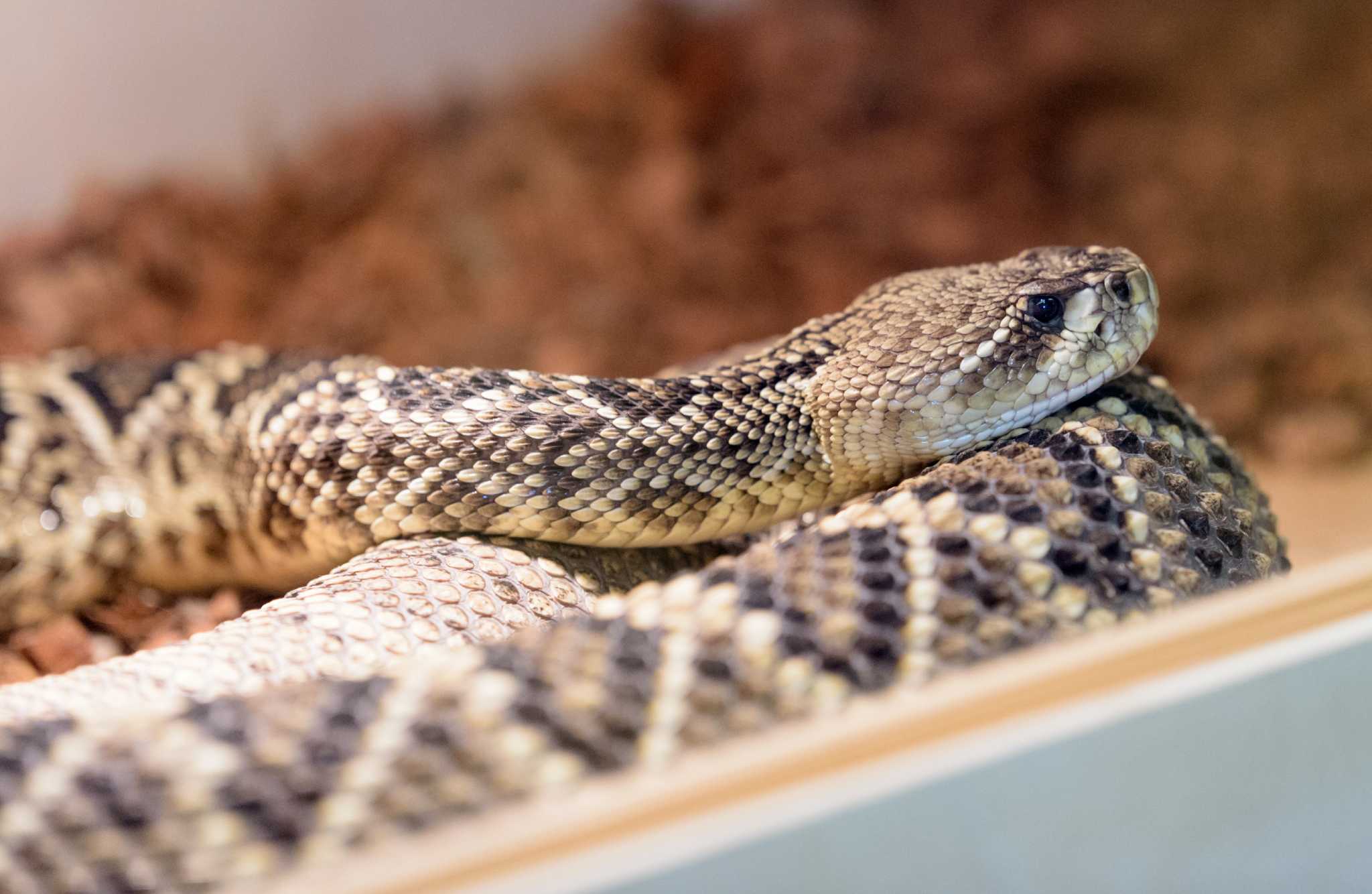 the-most-venomous-animals-in-texas-houston-chronicle