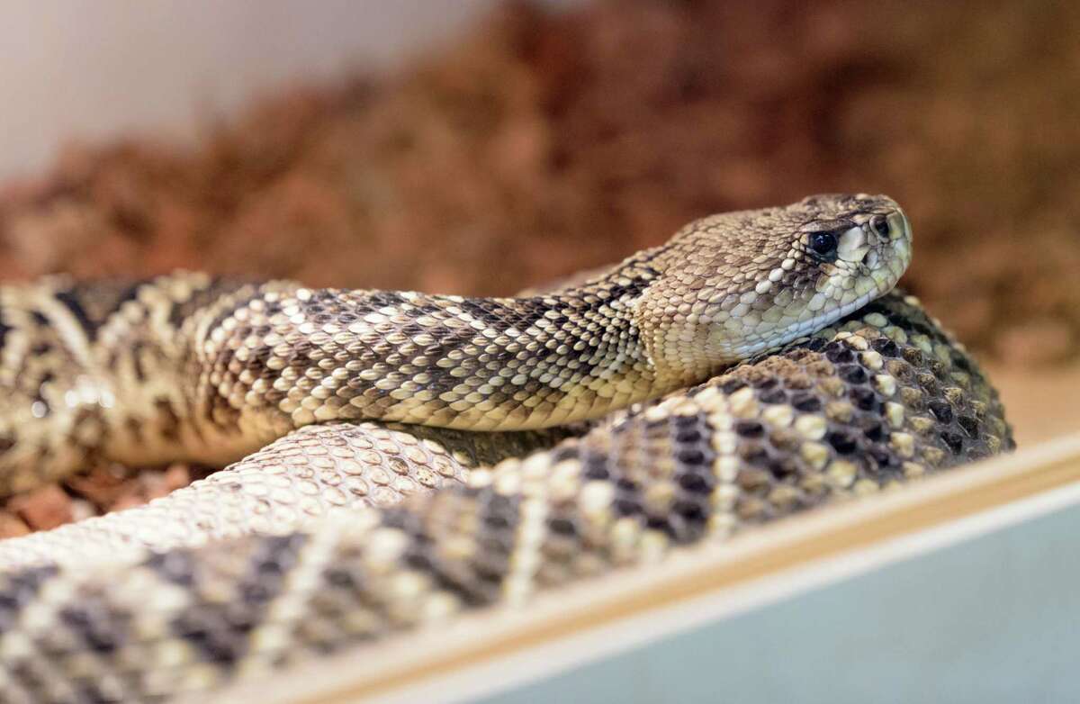 Click through to see a list of the most venomous animals in Texas.