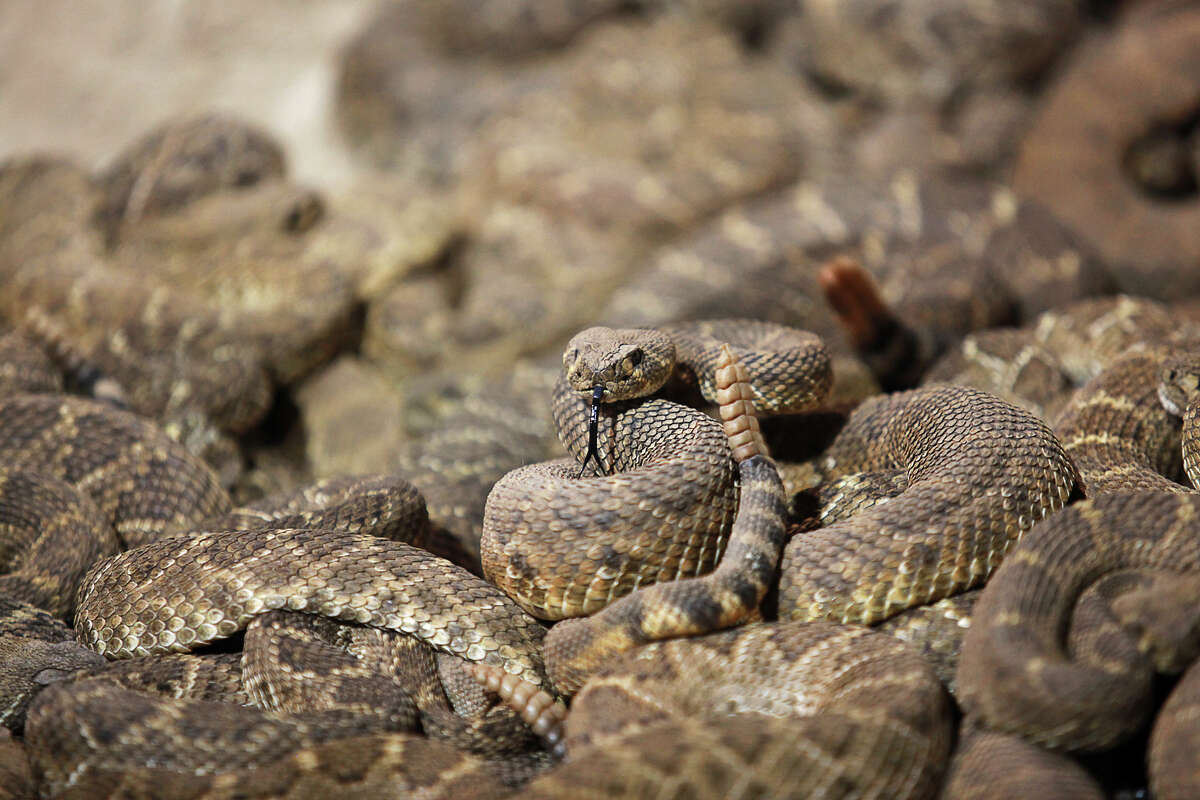 Scenes From The 59th World's Largest Rattlesnake Round-Up, Hosted In ...