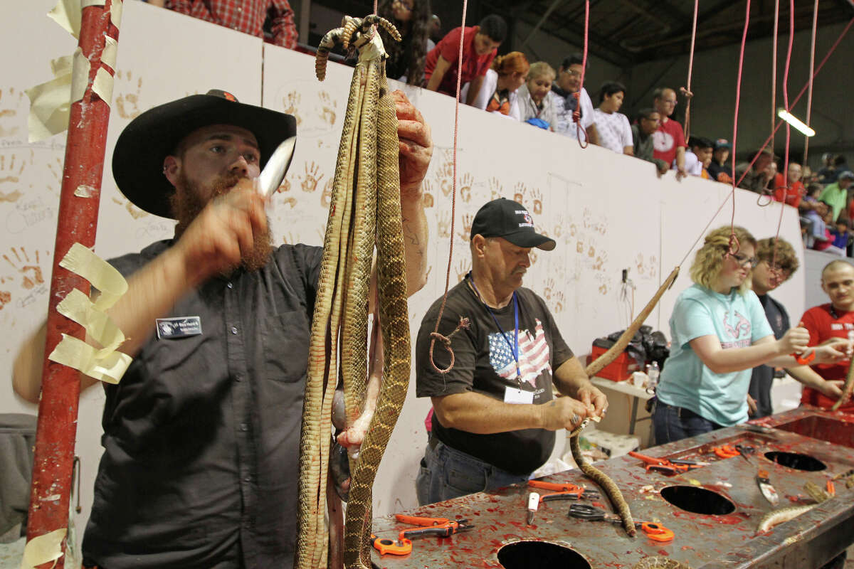 Red Hurd II, left, skins a western diamondback rattlesnake at the skinning station at the 58th annual Sweetwater Jaycee's World's Largest Rattlesnake Round-Up on Saturday, March 12, 2016, at the Nolan County Coliseum in Sweetwater, Texas.
