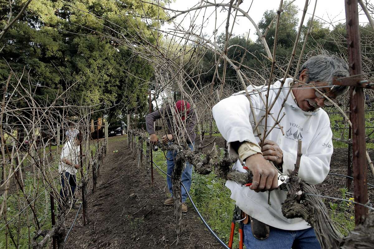 Jose Ordaz, right, helps his brother Chuy Ordaz, owner of Palo Alto Vineyard Management, do some pruning on a vineyard the company manages in Jack London State Historic Park in Glen Ellen, Calif., on Tuesday, February 23, 2016,