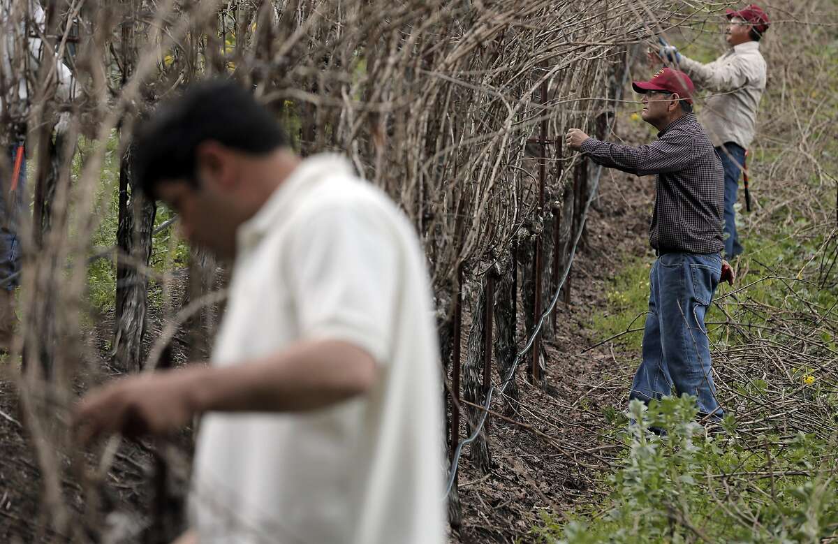Chuy Ordaz, owner of Palo Alto Vineyard Management checks pruning work on a vineyard he manages in Jack London State Historic Park in Glen Ellen, Calif., on Tuesday, February 23, 2016,