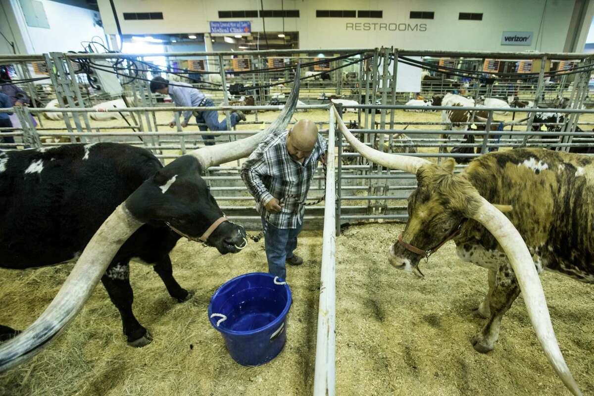 Jesse Rivera leads his longhorn, JTW Bill Gunn, to a bucket of water before showing him during the Houston Livestock Show and Rodeo.