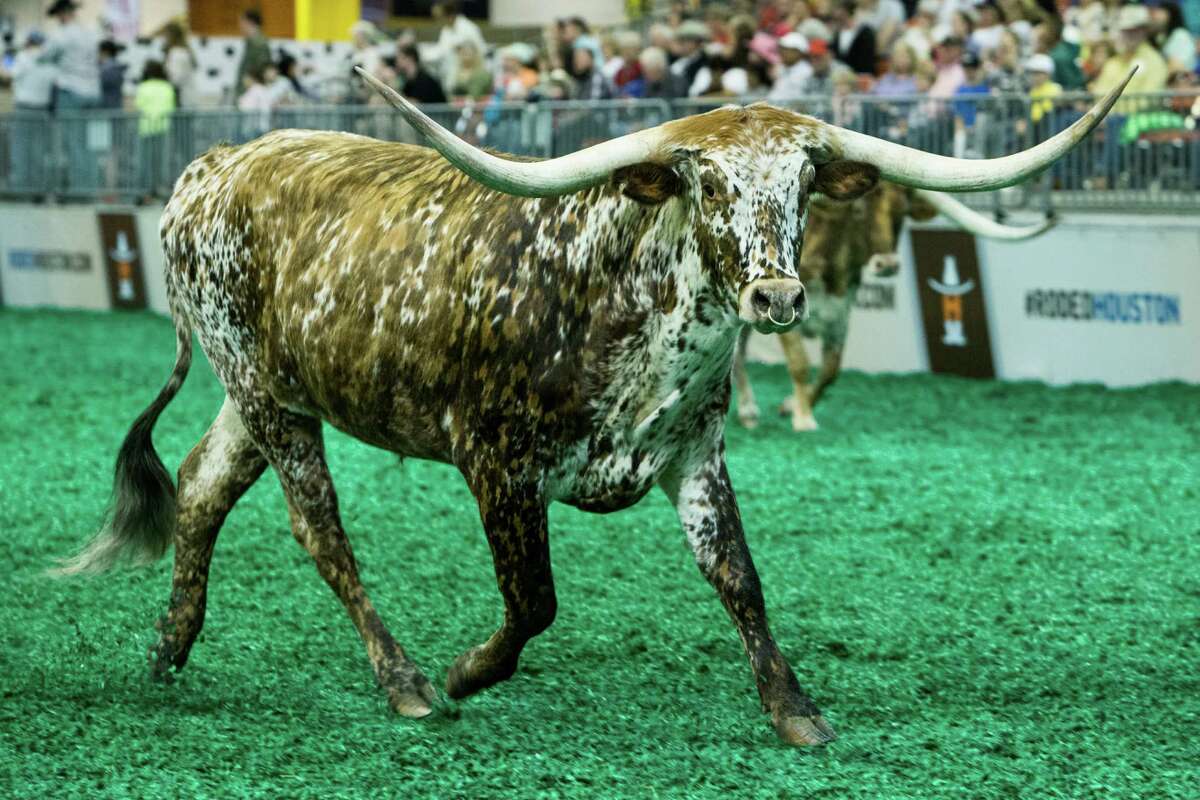 Bob Dube's longhorn, Awww Dude, runs around the show ring during the Houston ﻿rodeo.