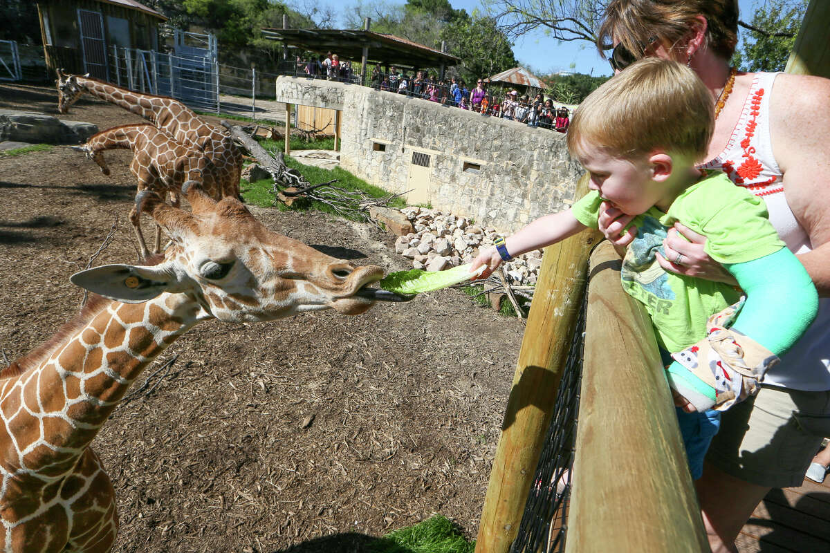 Giraffes at the San Antonio Zoo get new names
