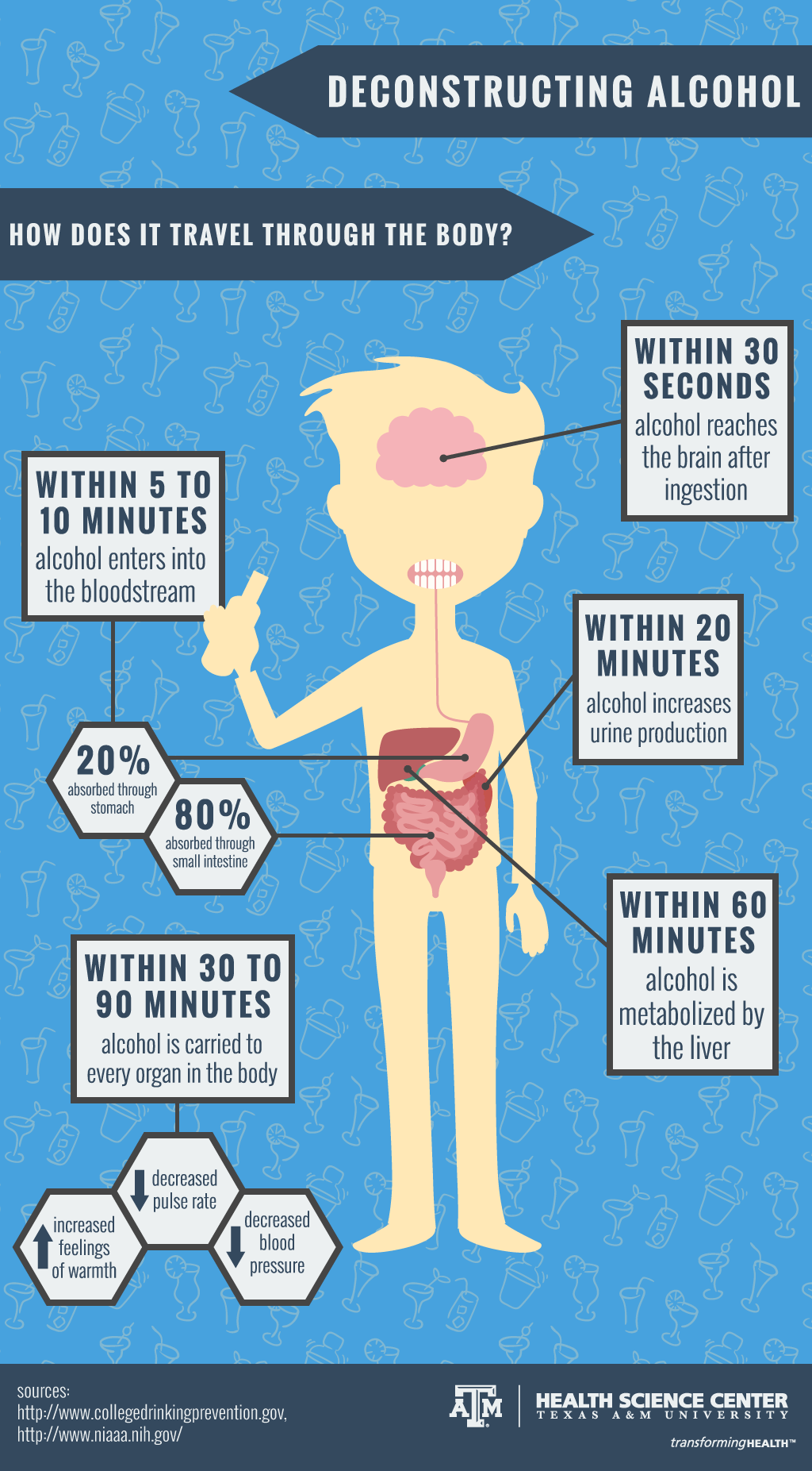 How alcohol travels through your body