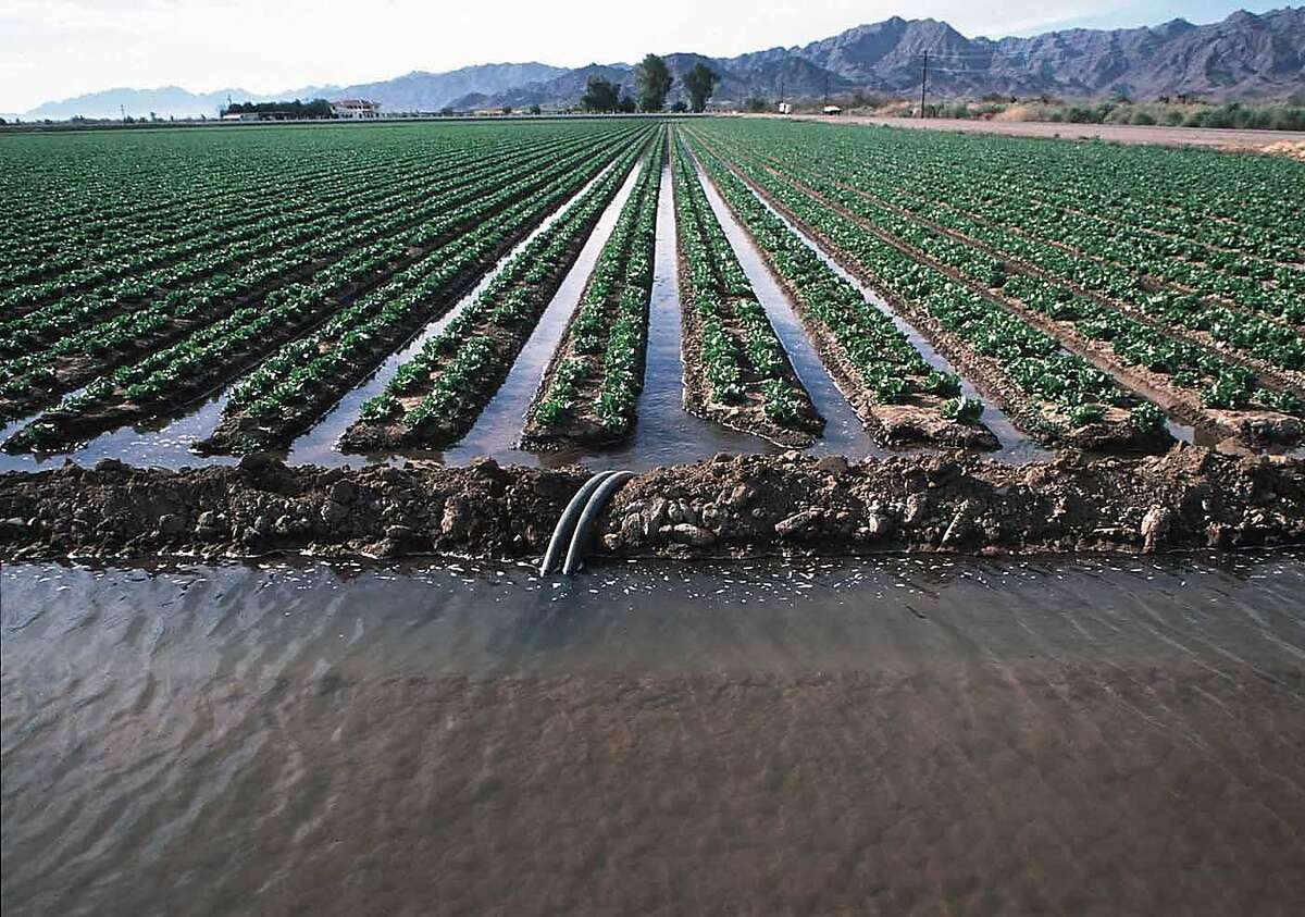 Siphon tubes are used to irrigate Romaine lettuce. More efficient irrigation technology can help California farmers conserve water.