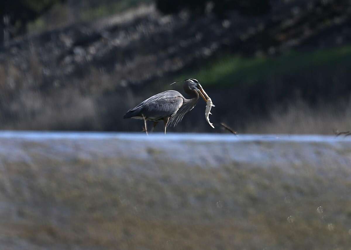 A heron feasts on a fish in Alameda Creek in Fremont, Calif. on Tuesday, March 15, 2016, while biologists with the East Bay Regional Parks District and the Alameda Creek Alliance attempt to capture steelhead salmon and transport them upstream.
