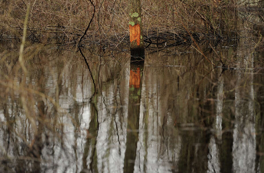 Fur flies as beavers set up in Roosevelt Forest Connecticut Post